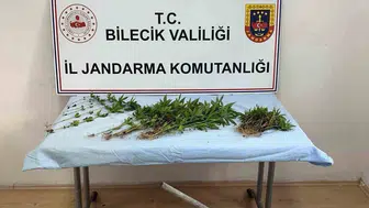 Bilecik ormanında kenevir mesaisi jandarmaya takıldı