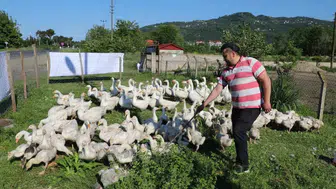 Ordu’da fındığa alternatif kaz dönemi
