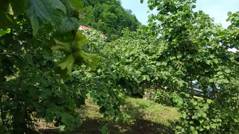 Giresun fındığını kurtarmak için samuray arıları sahaya indi