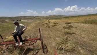 Siirt ovasında mercimek bereketi başladı