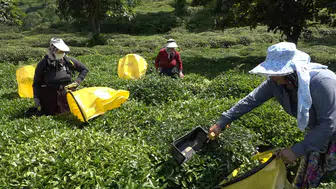 Rize'de çay üreticisi özel sektörün düşük fiyat dayatmasına isyan etti