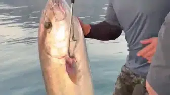 Antalya kıyılarında oltaya takılan devasa sürpriz