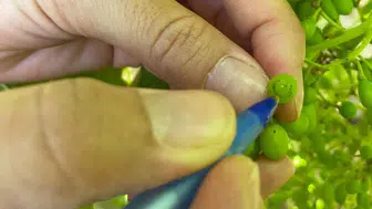 Salihli bağlarında salkım güvesi alarmı