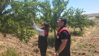 Elazığ Ağın’da badem bahçeleri için tarım ekipleri sahaya indi