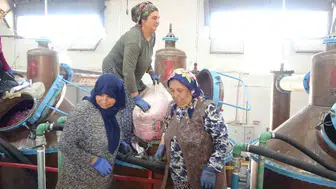 Isparta’nın pembe altını tarladan dünyaya 12 bin avroya ulaşıyor