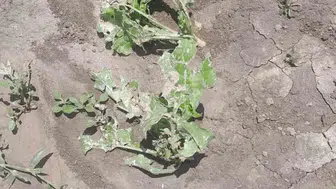 Nevşehir Kozaklı’da dolu yağışı çiftçinin emeğini tarlada bıraktı
