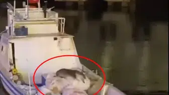 Avşa Adası’nda balıkçı teknesine misafir olan su samuru kamerada