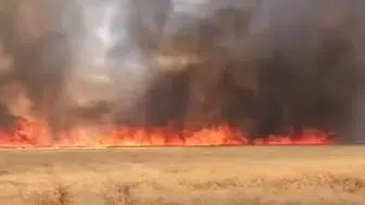 Harran'da buğday tarlası alevlere teslim oldu