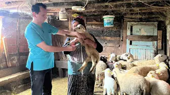 Düzce'de küçükbaş sürülerine hastalık taraması yapıldı