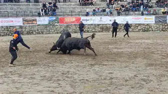 Ayder yaylasında boğa güreşleri yağmura rağmen başladı