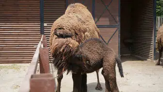 Ormanya’nın yeni üyesi Kıvırcık büyüyor