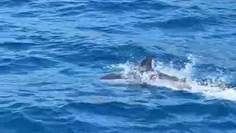 Bodrum açıklarında tekneye eşlik eden yunus kameraya yansıdı