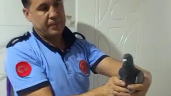 İslahiye’de üç gündür mahsur kalan güvercini itfaiye kurtardı