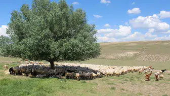 Aksaray hayvancılığında çoban krizine resmi çözüm geldi