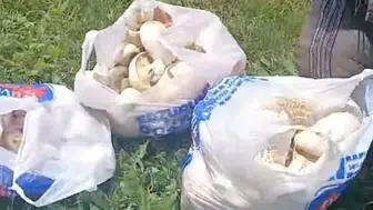 Erzurum yaylalarında mantar bereketi yaşanıyor