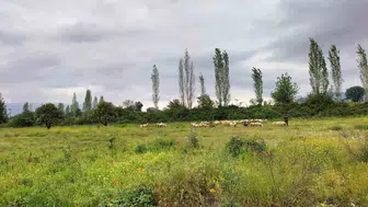 Köyceğizli besici bu yıl ot bolluğuyla yüzü gülüyor