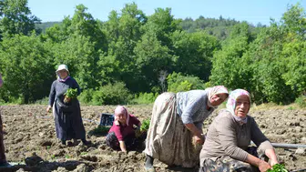 Bilecik’te 162 yıllık ata tohumuyla biber üretimi sürüyor