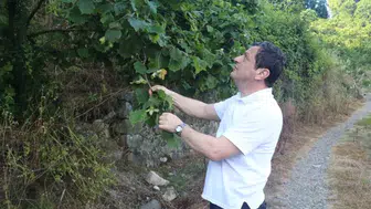 Fındık üreticisinin gözü bahçede kokarca pusuda