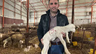 Koyunculuğa girmek isteyenlere 57 yıllık tecrübeden altın tavsiyeler