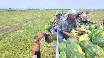 Adana tarlalarında 40 derecede ter dökenlerin zorlu mesaisi