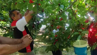 Aydın bahçelerinde kiraz bereketi yaşanıyor