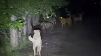 Ankara ormanlarında şaşırtan karşılaşma