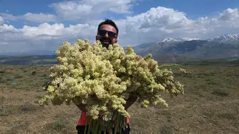 Van dağlarında doğal hasat zamanı