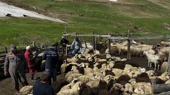 Aydıntepe’de sürüler sağlık kontrolünden geçiyor