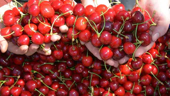 Demirci kirazında hasat zamanı başladı