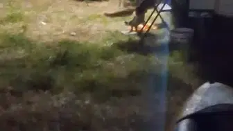 Cunda Adası’ndaki kampta tilki sürprizi
