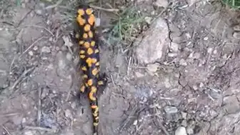 Göksun kırsalında nadir görülen canlı objektife yansıdı