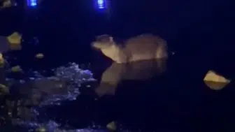 Yeniçağa Gölü'nde nadir görülen misafir