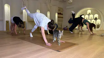 Ankaralı kadınlar stres atmak için kedilerle yoga matına çıktı
