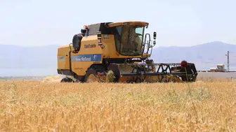 Elazığlı çiftçinin hasat mesaisi yabani ot engeline takıldı