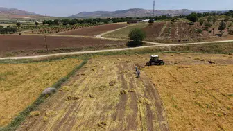 Batmanlı çiftçinin kuraklık kabusu bitti mercimek tarlaları altın yılını yaşıyor