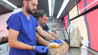 Balıkesir sokaklarında mobil veteriner dönemi