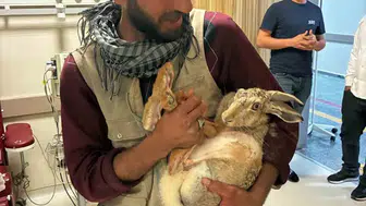 Diyarbakırda sağlıkçılardan yaralı tavşana acil müdahale