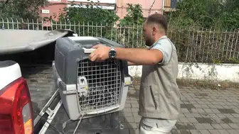 Aydın’ın merkezinde misafir şaşkınlığı