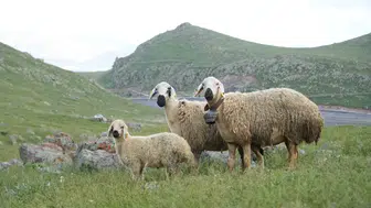 Niğde’de üreticiye 1.2 milyon TL faizsiz kredi desteği