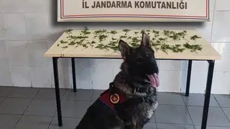 Bolu jandarmasından dört günlük operasyon dalgası