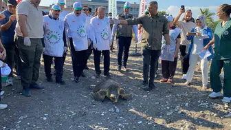 Mersin kıyılarında üç deniz kaplumbağası tekrar özgürlüğüne kavuştu