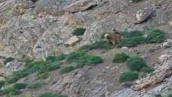Hakkari’nin doğasında şaşırtan ayı ziyareti