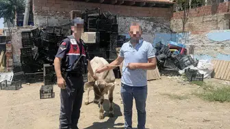 İncirliova’da çalınan hayvan bulundu hırsız aranıyor