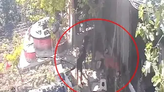 Mudanya'da başıboş köpekler kümese daldı