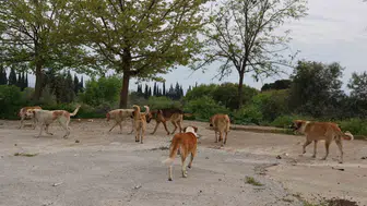 Germencik sokaklarında yeni dönem başlıyor