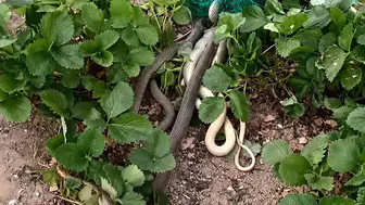 Kırıkkale'de bahçeye yayılan yılanlar ağlara takıldı