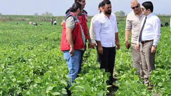 Arsuz tarımında soya dönemi başladı