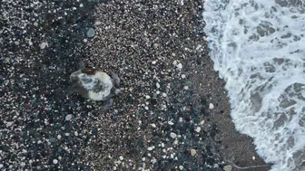 Mersin sahillerinde caretta caretta mesaisi başladı