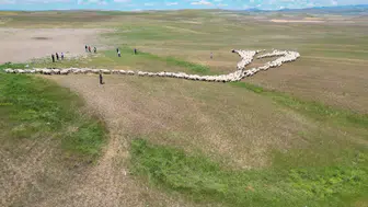 Malatya’da yayla mesaisi başladı ve çoban maaşları dudak uçuklattı