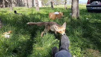 Kars piknik alanlarının maskotu Dalton yine sahnede